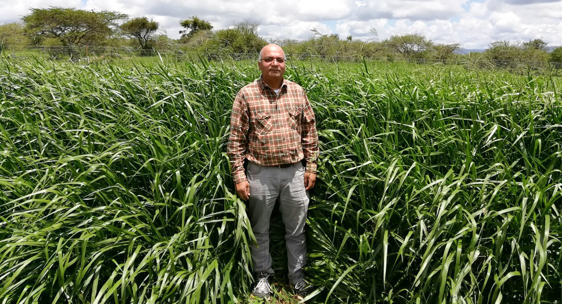 Brachiaria grass, a climatesmart ‘wonder grass’ for livestock farmers